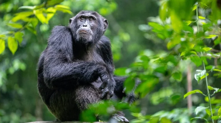 chimp habituation