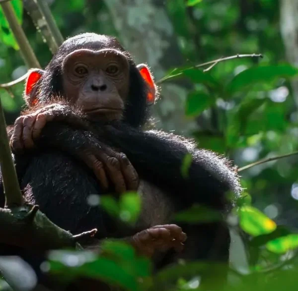 A chimpanzee in its natural habitat, possibly engaging in a common behavior or interacting with its environment.
