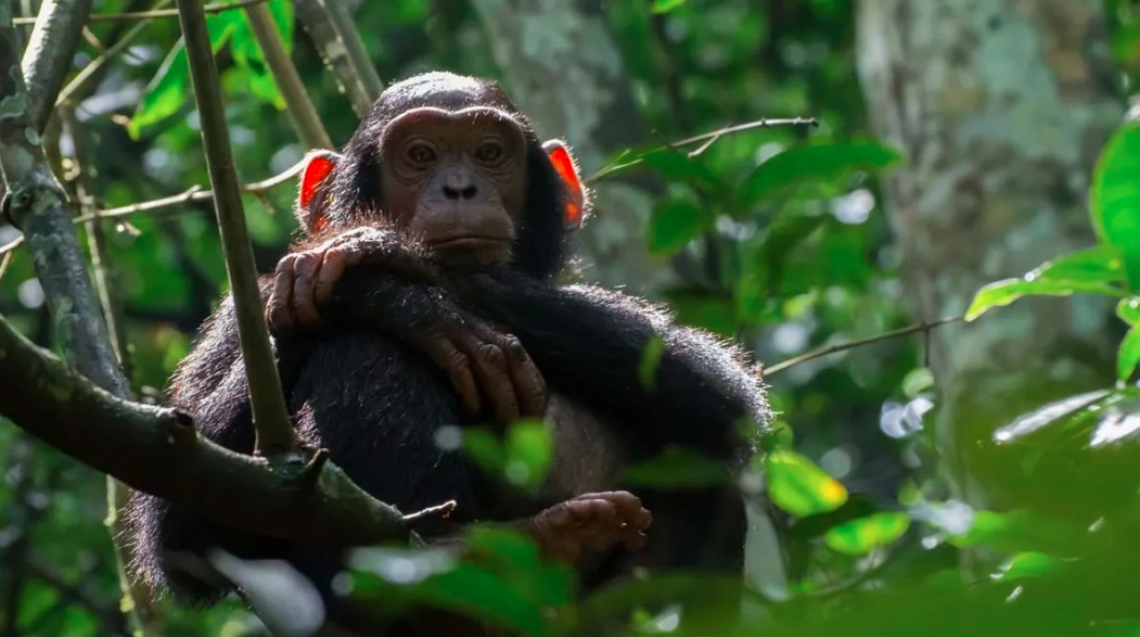 A chimpanzee in its natural habitat, possibly engaging in a common behavior or interacting with its environment.