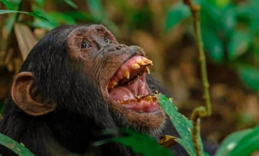 A close-up of a chimpanzee with its mouth wide open, displaying its teeth, possibly during a display of aggression or excitement.