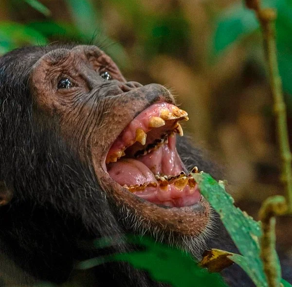 A close-up of a chimpanzee with its mouth wide open, displaying its teeth, possibly during a display of aggression or excitement.