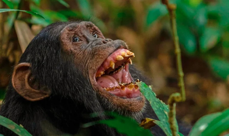 A close-up of a chimpanzee with its mouth wide open, displaying its teeth, possibly during a display of aggression or excitement.