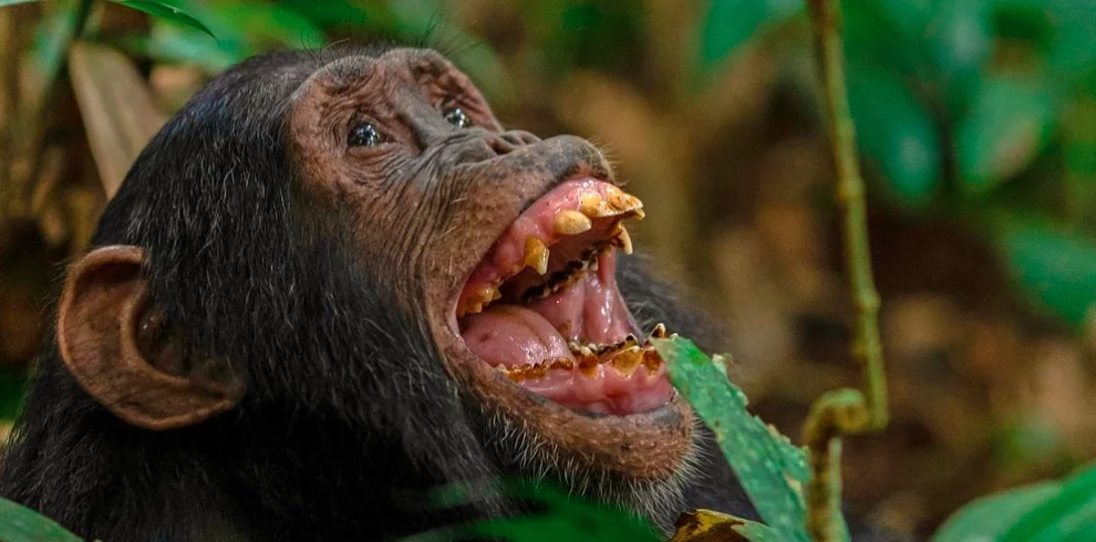 A close-up of a chimpanzee with its mouth wide open, displaying its teeth, possibly during a display of aggression or excitement.