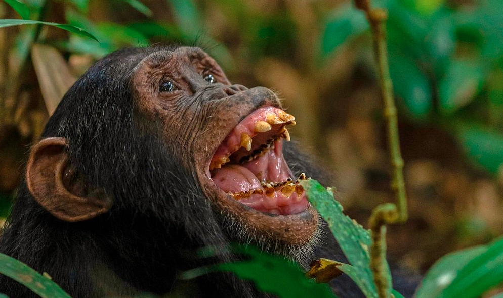 A close-up of a chimpanzee with its mouth wide open, displaying its teeth, possibly during a display of aggression or excitement.