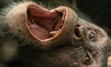 chimpanzee 2