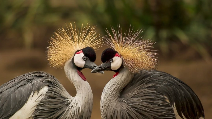 Two grey crowned cranes strut across the golden savannah grasslands of Kidepo Valley National Park, Uganda’s national bird in perfect harmony.