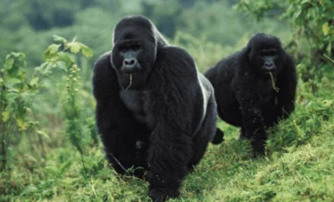 4 Days DR Congo Chimpanzee & Mountain Gorilla Trek