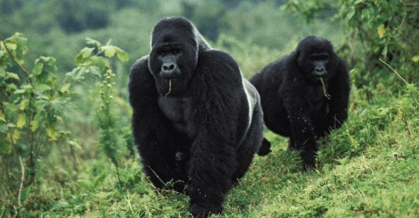 4 Days DR Congo Chimpanzee & Mountain Gorilla Trek