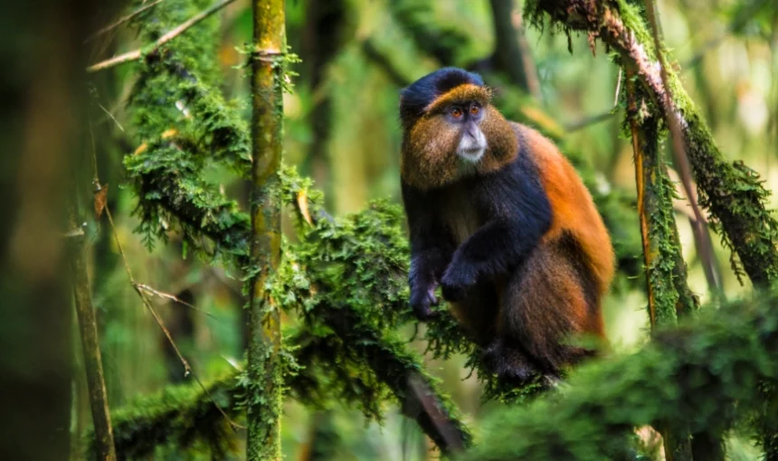 6 Days Uganda Primates Trekking