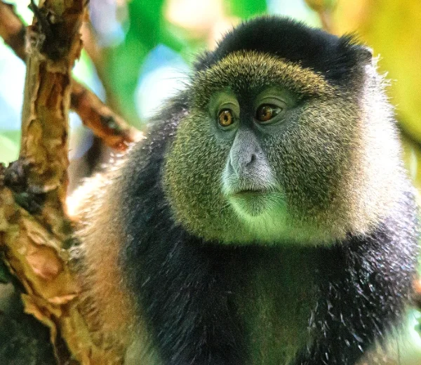 Closeup of a golden monkey with striking facial markings in Mgahinga National Park, Uganda