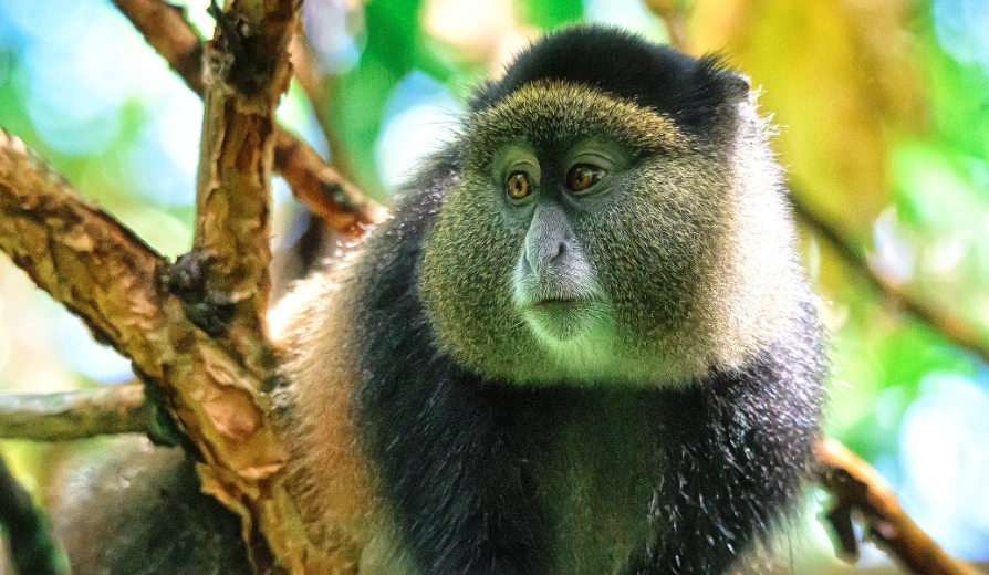 Closeup of a golden monkey with striking facial markings in Mgahinga National Park, Uganda