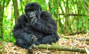 Mountain gorilla resting in bamboo forest, Volcanoes National Park, Rwanda