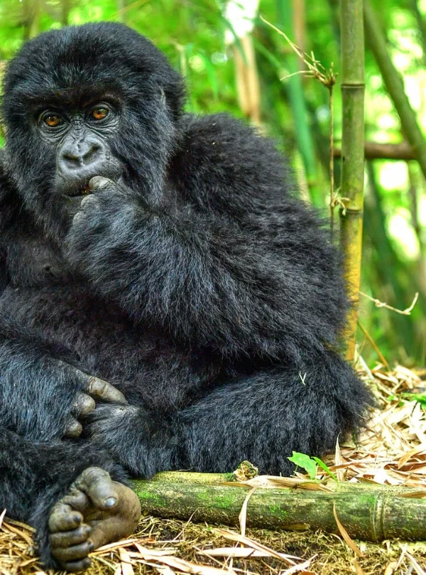 Mountain gorilla resting in bamboo forest, Volcanoes National Park, Rwanda
