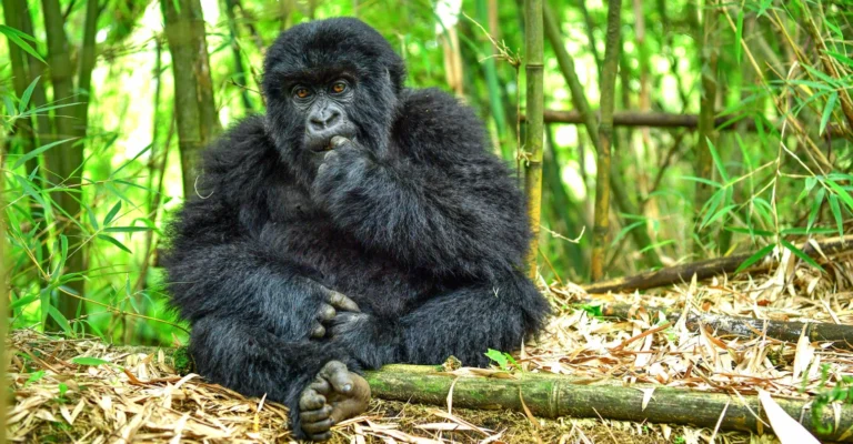 Mountain gorilla resting in bamboo forest, Volcanoes National Park, Rwanda