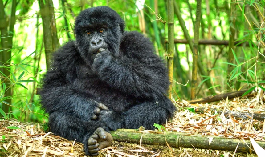 4 Days Double Gorilla Trekking Rwanda