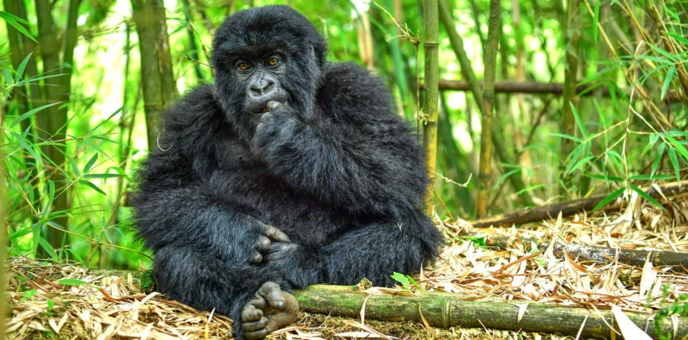 Mountain gorilla resting in bamboo forest, Volcanoes National Park, Rwanda