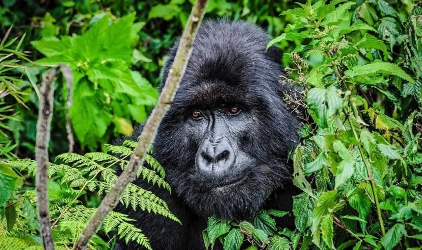 7 Days Rwanda Gorilla & Chimpanzee Trekking