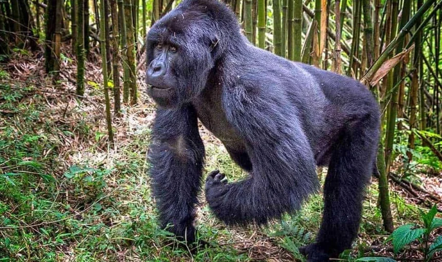 Can You Book Gorilla Permits at the Last Minute