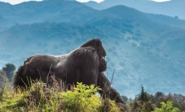 1 Day Rwanda Volcanoes Gorilla Trekking