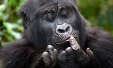 2 Days Rwanda Gorilla & Kigali Tour