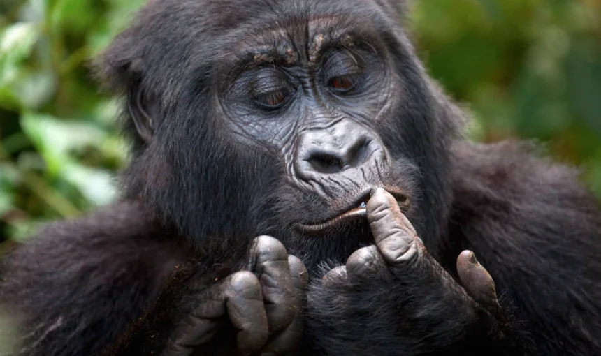 2 Days Rwanda Gorilla & Kigali Tour