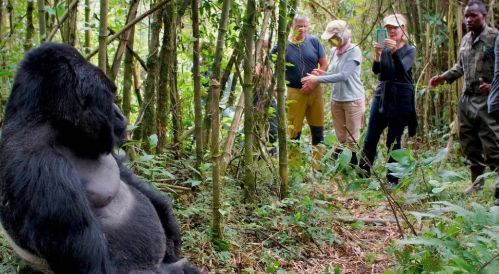 Tourists observing a wild mountain gorilla in Uganda, illustrating Gorilla Trekking Fitness and Age Requirements for all types of travelers.