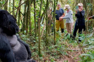 Tourists observing a wild mountain gorilla in Uganda, illustrating Gorilla Trekking Fitness and Age Requirements for all types of travelers.
