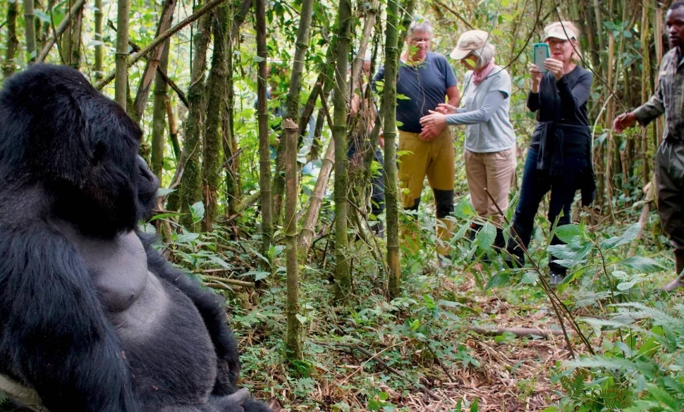 Tourists observing a wild mountain gorilla in Uganda, illustrating Gorilla Trekking Fitness and Age Requirements for all types of travelers.