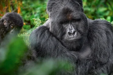 Closeup of a mountain gorilla silverback in Mgahinga