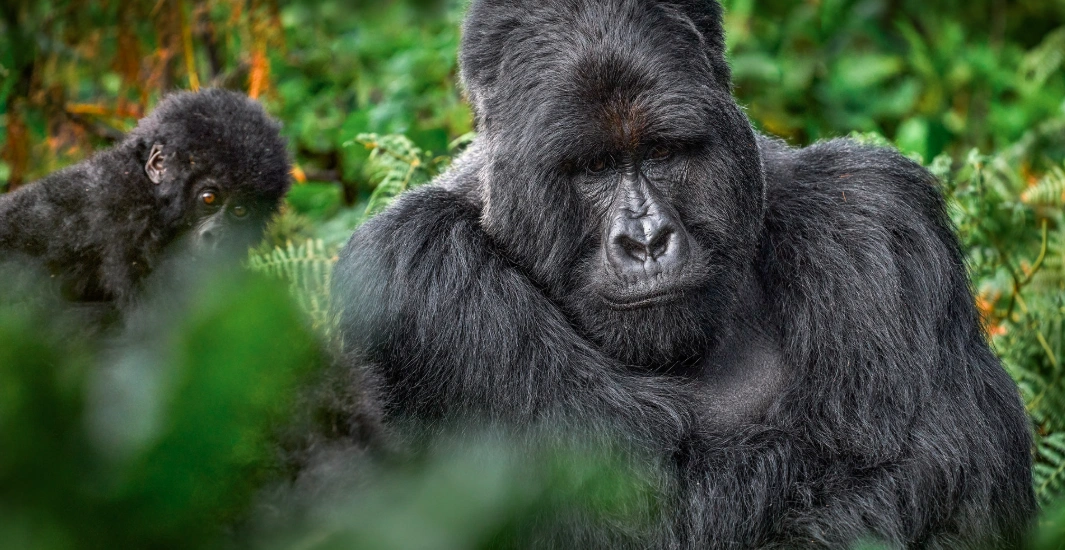 Closeup of a mountain gorilla silverback in Mgahinga