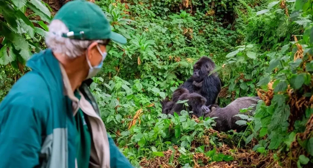 Tourist observing gorilla from a safe distance in Uganda's Bwindi Forest