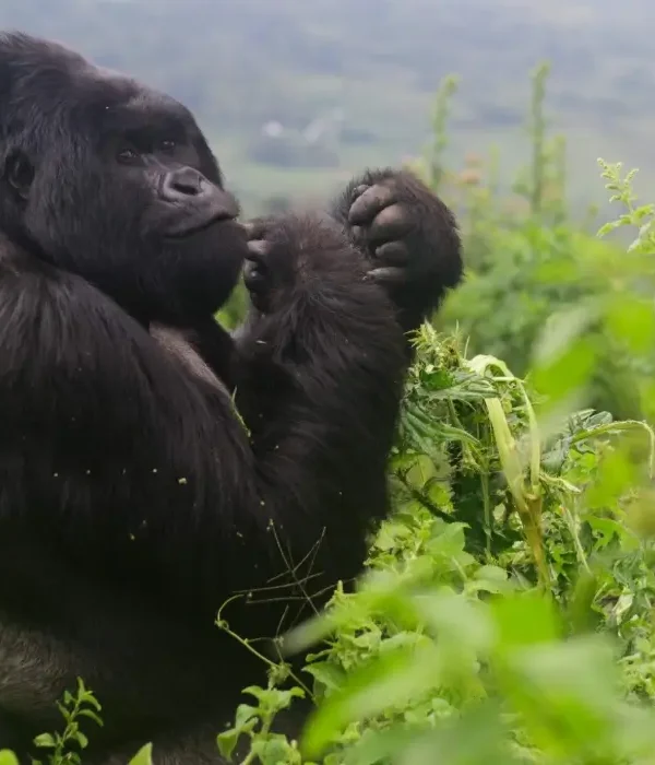Silverback gorilla resting in dense jungle of Volcanoes National Park, Rwanda