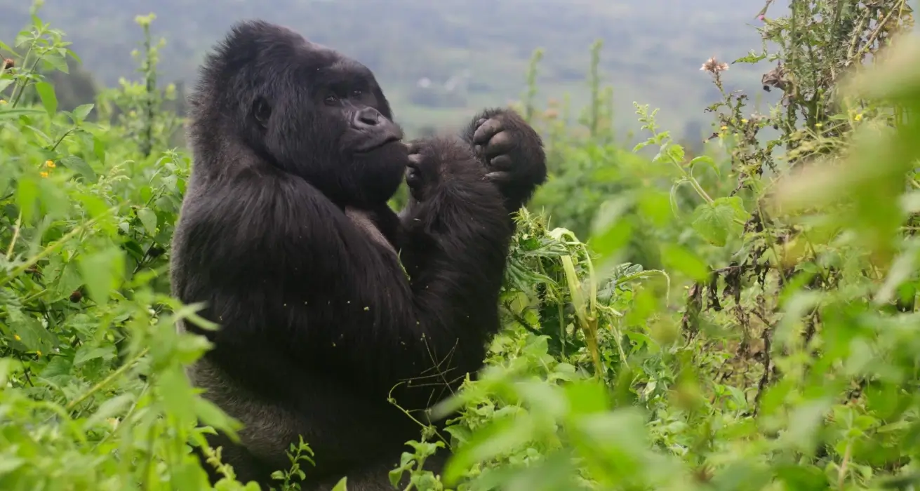 Silverback gorilla resting in dense jungle of Volcanoes National Park, Rwanda