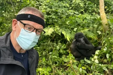 Traveler taking a selfie with mountain gorilla in the background, Congo