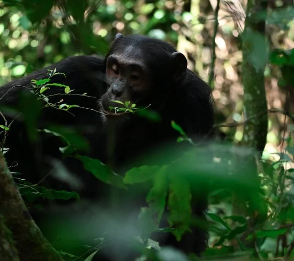 A chimpanzee in a natural setting, perhaps grooming, eating, or interacting with other chimps.