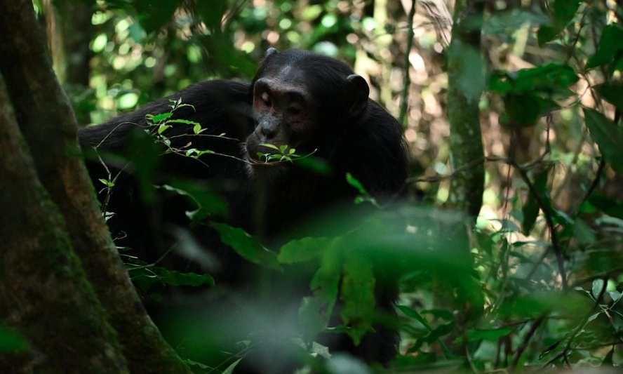A chimpanzee in a natural setting, perhaps grooming, eating, or interacting with other chimps.