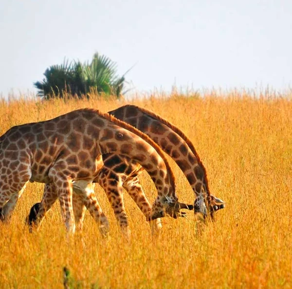 Two giraffes standing in golden savanna light in Kidepo Valley National Park.