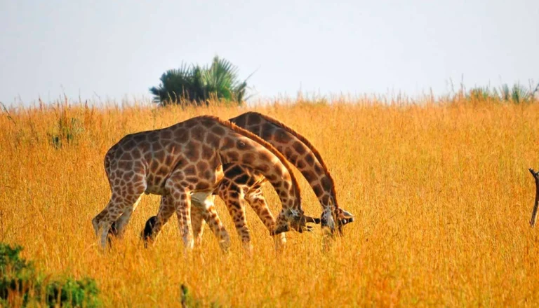 Two giraffes standing in golden savanna light in Kidepo Valley National Park.
