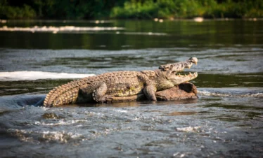 1 Day Lake Mburo Safari