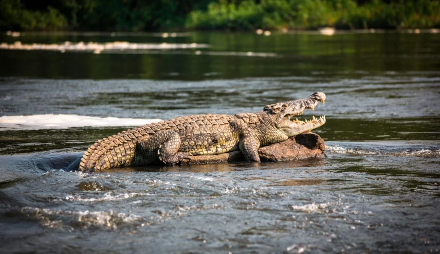 1 Day Lake Mburo Safari