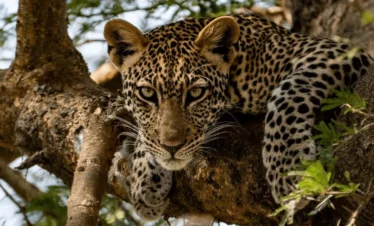 12 Days Uganda Safari