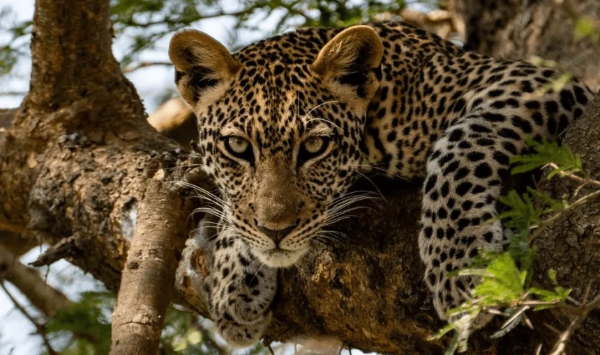 12 Days Uganda Safari