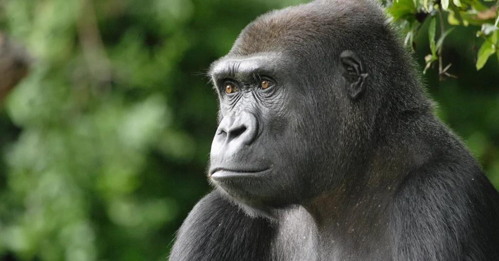 Close-up of a Lowland Gorilla, showcasing its reddish-brown fur, part of a comparison of Mountain vs Lowland Gorillas.