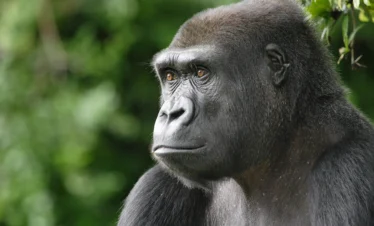 Close-up of a Lowland Gorilla, showcasing its reddish-brown fur, part of a comparison of Mountain vs Lowland Gorillas.