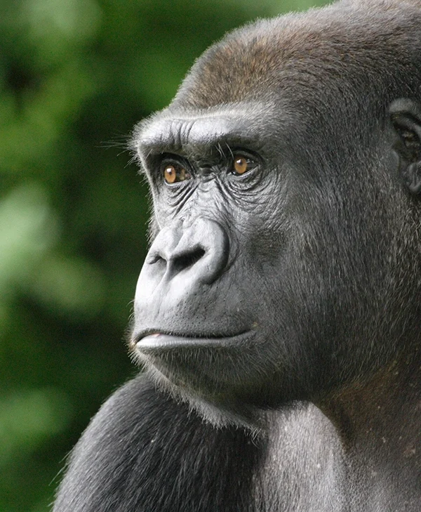 Close-up of a Lowland Gorilla, showcasing its reddish-brown fur, part of a comparison of Mountain vs Lowland Gorillas.