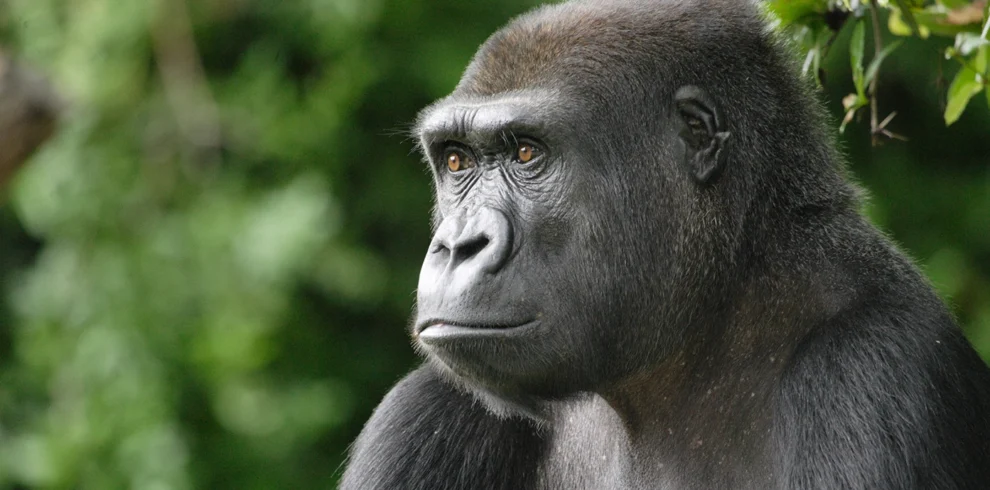 Close-up of a Lowland Gorilla, showcasing its reddish-brown fur, part of a comparison of Mountain vs Lowland Gorillas.