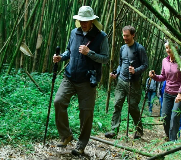 Group of tourists hiking through misty bamboo forest trails