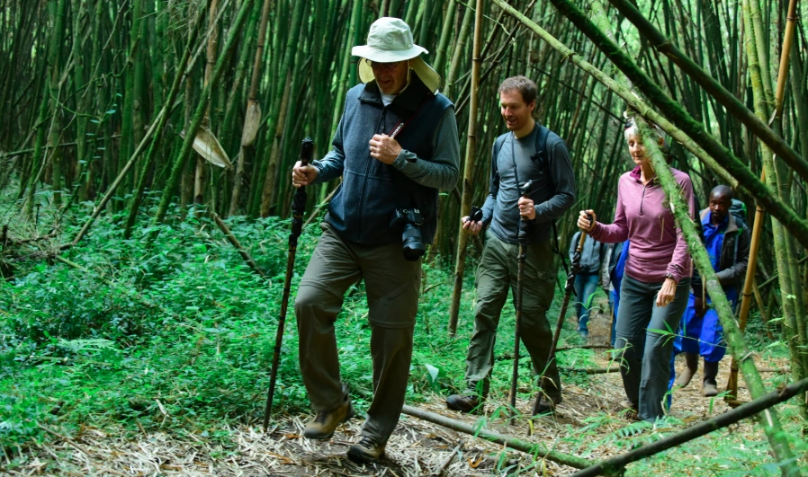 Group of tourists hiking through misty bamboo forest trails