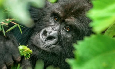 Close-up of a silverback gorilla's face in Mgahinga Gorilla National Park.
