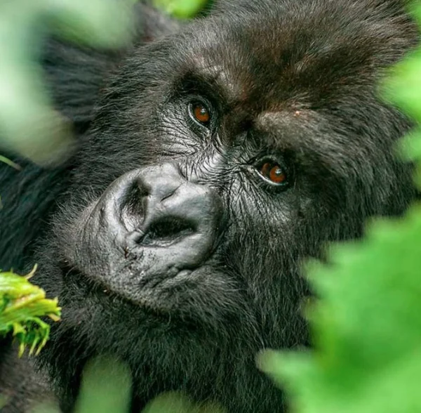 Close-up of a silverback gorilla's face in Mgahinga Gorilla National Park.